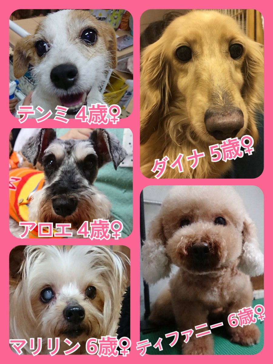 🐾今日の里親様募集中ワンコ🐶メンバーです🐾218,9,16